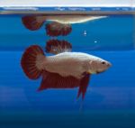 Siamese Fighting Fish Stock Photo