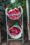 Roses Harvest, Plantation In Ecuador Stock Photo