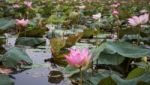 Lake Of Red Lotus At Udonthani Thailand (unseen In Thailand) Stock Photo