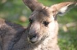 Kangaroo Outside Stock Photo