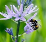 Pollen Collector Stock Photo