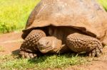 Giant Turtle From Galapagos Stock Photo