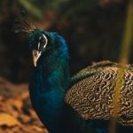 Beautiful Colourful Peacock Outdoors In The Daytime Stock Photo