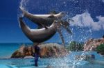 Dolphin Jump Stock Photo