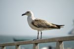 Juvenile Seagull Stock Photo