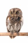 Oriental Scops Owl Isolate On White Background Stock Photo