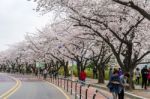 Seoul,korea - April 7 : Seoul Cherry Blossom Festival In Korea.tourists Taking Photos Of The Beautiful Scenery Around Seoul,korea On April 7,2015 Stock Photo