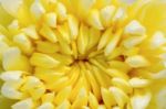 Close Up Middle Of Light Yellow Chrysanthemum Morifolium Flowers Stock Photo