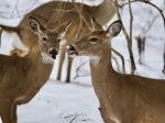 Beautiful Photo Of Three Wild Deer Together In The Snowy Forest Stock Photo