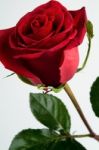 Red Rose Stock Photo