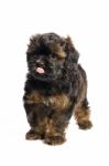 Brown Little Havanese Puppy Stock Photo