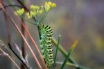 Caterpillar Stock Photo