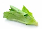 Cos Lettuce On White Background Stock Photo