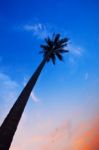 Palm Trees Silhouettes On The Colorful Sky Background Stock Photo