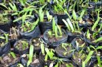 Seedlings Planted Out In A Black Bag Stock Photo