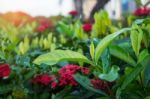 Leaves And Flowers In Park Stock Photo