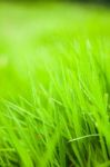 Green Grass Stock Photo