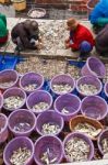 Fishermen Sorting Fish In Harbor Stock Photo