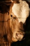 Australian Cow Stock Photo