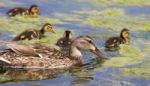 Beautiful Mother-duck And Her Chicks Are Eating Stock Photo