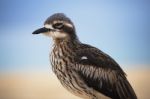 Bush Stone-curlew Resting On The Beach Stock Photo