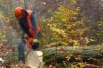 Lumberjack Stock Photo