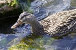 Beautiful Isolated Photo Of A Duck In The Lake Stock Photo