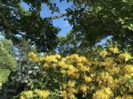 Nature And Flowers In The Park Stock Photo