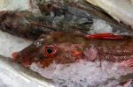 Red Gurnard (chelidonichthys Cuculus) On Ice Stock Photo