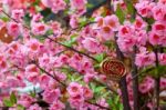 Singapore - February 3 : Chinese New Year Charm Hanging From Art Stock Photo