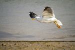 Flying Seagull Stock Photo