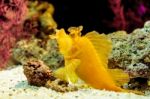 Yellow Leaf Scorpionfish Stock Photo