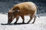 Red River Hog (potamochoerus Porcus) Stock Photo