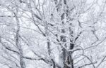 Snowy Tree Stock Photo