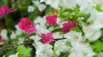 Pink Bougainvillea In The Park Stock Photo