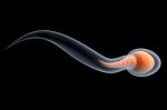 Sperm Stock Photo