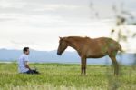 Horse Stock Photo