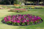 Flowers In The Gardens Near Bury St Edmunds Cathedral Stock Photo