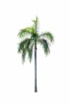 Palm Tree Isolated On White Background Stock Photo