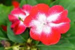 Red White Primula Flower In Garden Stock Photo