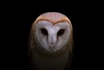 Common Barn Owl In The Dark Stock Photo