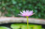 Blurred Lotus Flowers Stock Photo