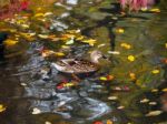 Mallard  Amongst Autumn Leaves On A Lake Stock Photo