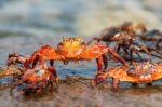 Sally Lightfoot Crab On Galapagos Islands Stock Photo