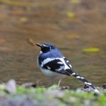 Slaty-backed Forktail Stock Photo