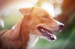 Portrait Of A Cute Brown Dog Stock Photo