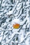 Apple On A Branch Covered With Snow Stock Photo