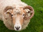 Sheep With Horns Stock Photo