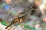 Juvenile Male Grey-winged Blackbird Stock Photo