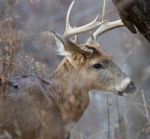 Cute Photo Of The Deer With Horns Stock Photo